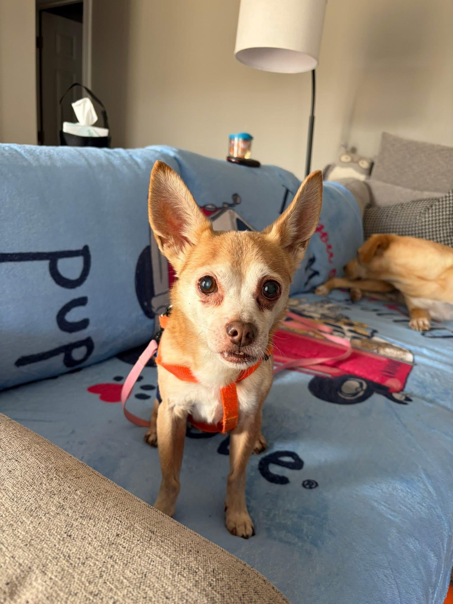 Enlarge Copper, a ADOPTABLE mixed breed in Elkton, MD image 4/6