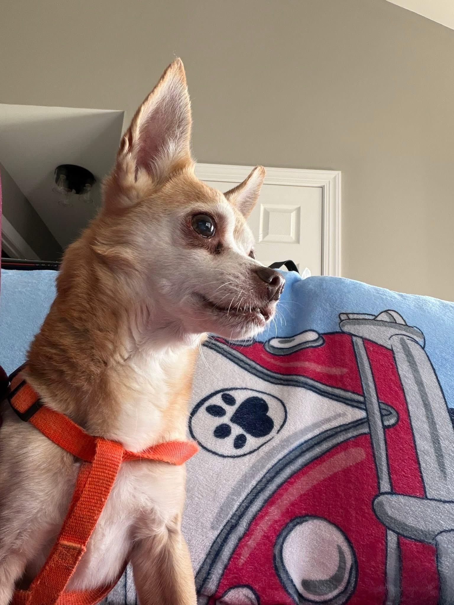 Enlarge Copper, a ADOPTABLE mixed breed in Elkton, MD image 1/6