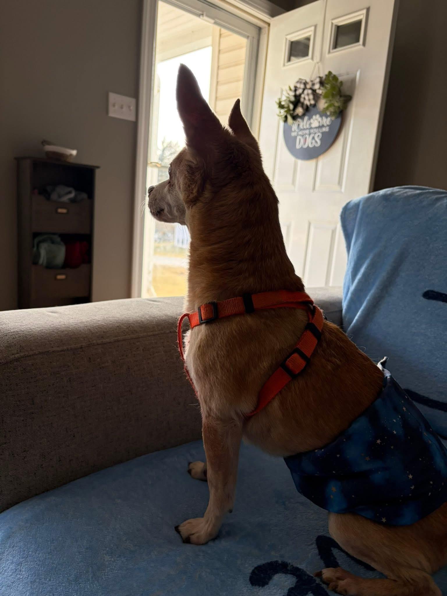 Enlarge Copper, a ADOPTABLE mixed breed in Elkton, MD image 6/6