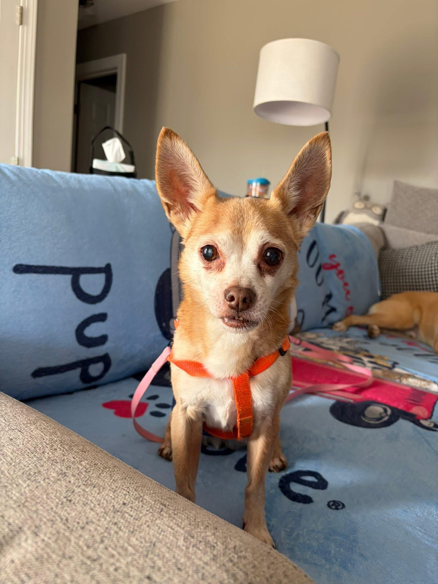 Enlarge Copper, a ADOPTABLE mixed breed in Elkton, MD image 2/6