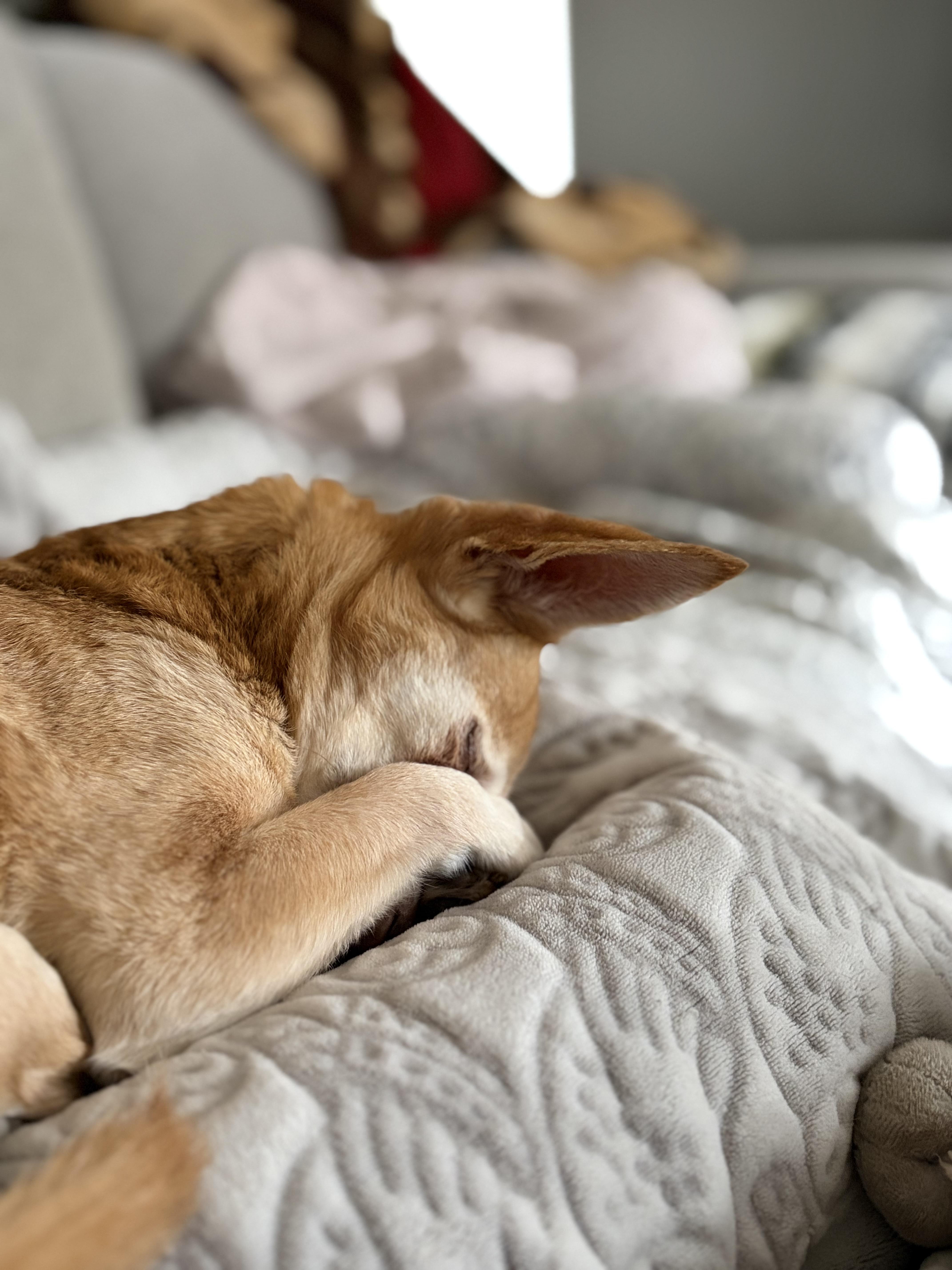 Enlarge Copper, a ADOPTABLE mixed breed in Elkton, MD image 3/6