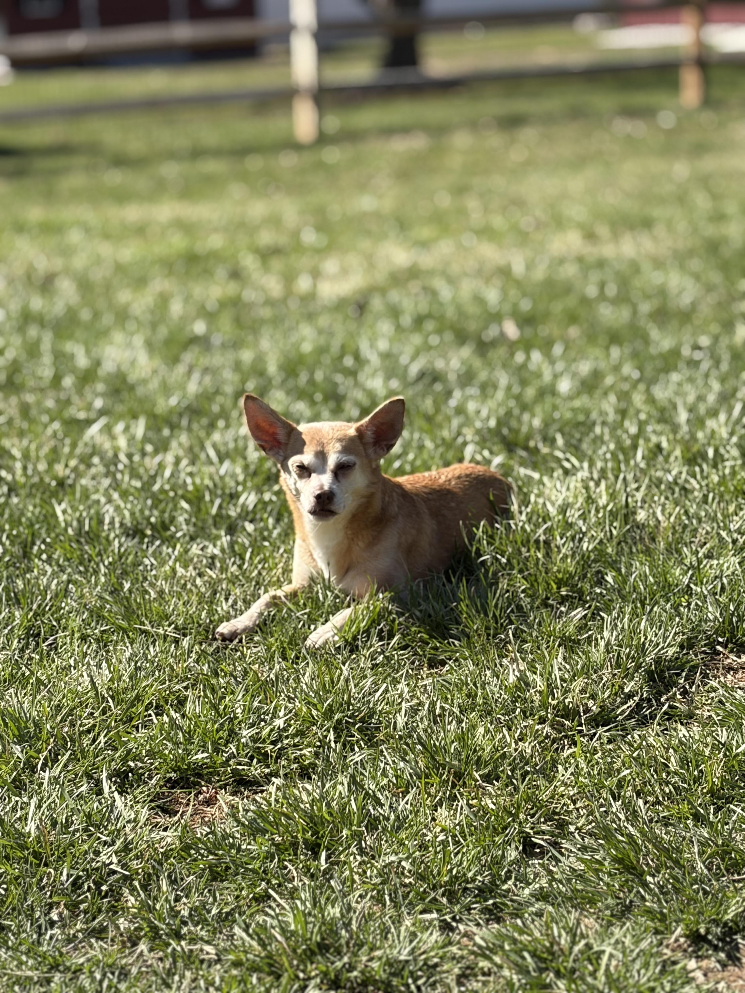 Copper, ADOPTABLE, Senior Male Chihuahua.