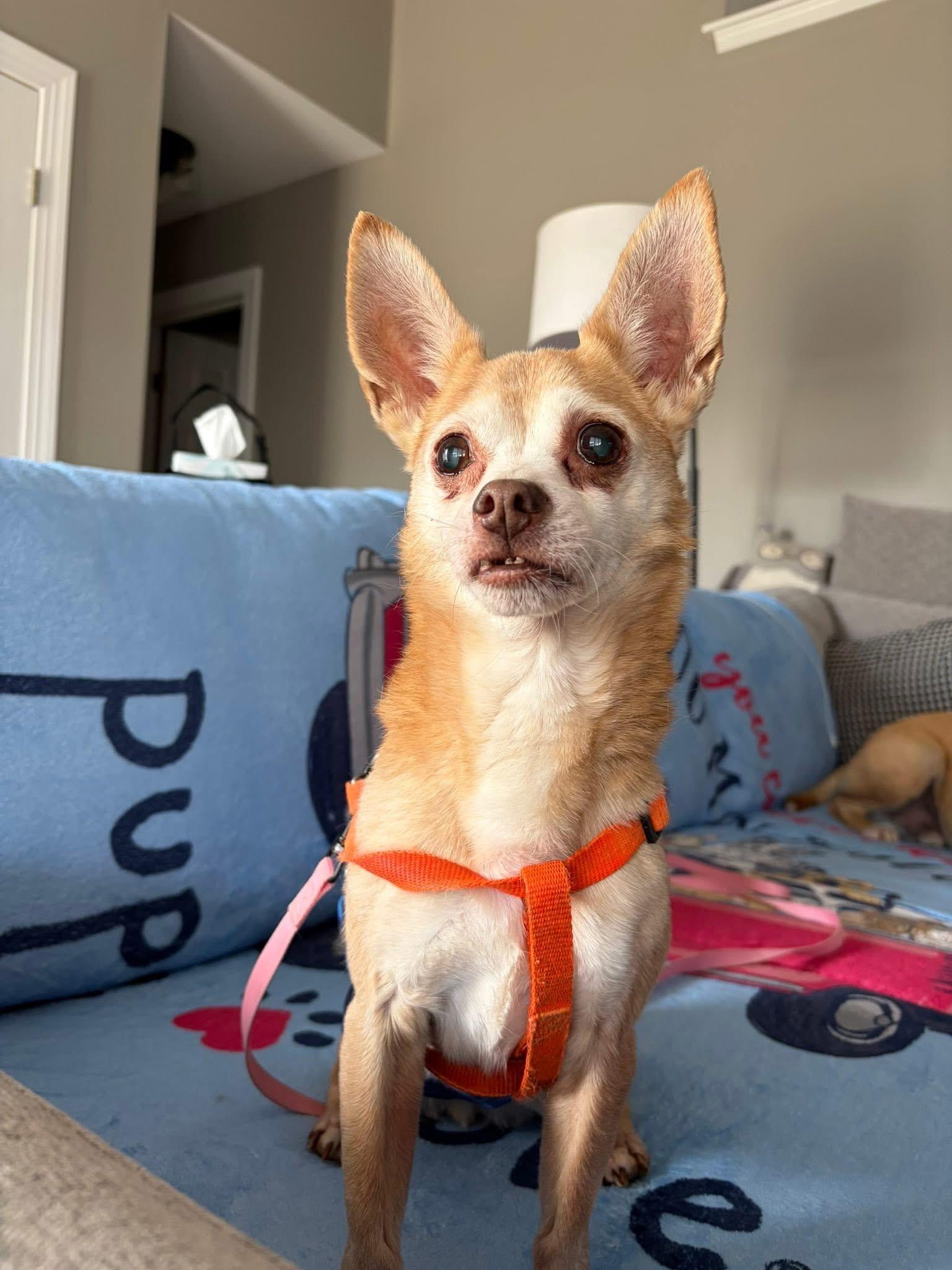 Enlarge Copper, a ADOPTABLE mixed breed in Elkton, MD image 3/6