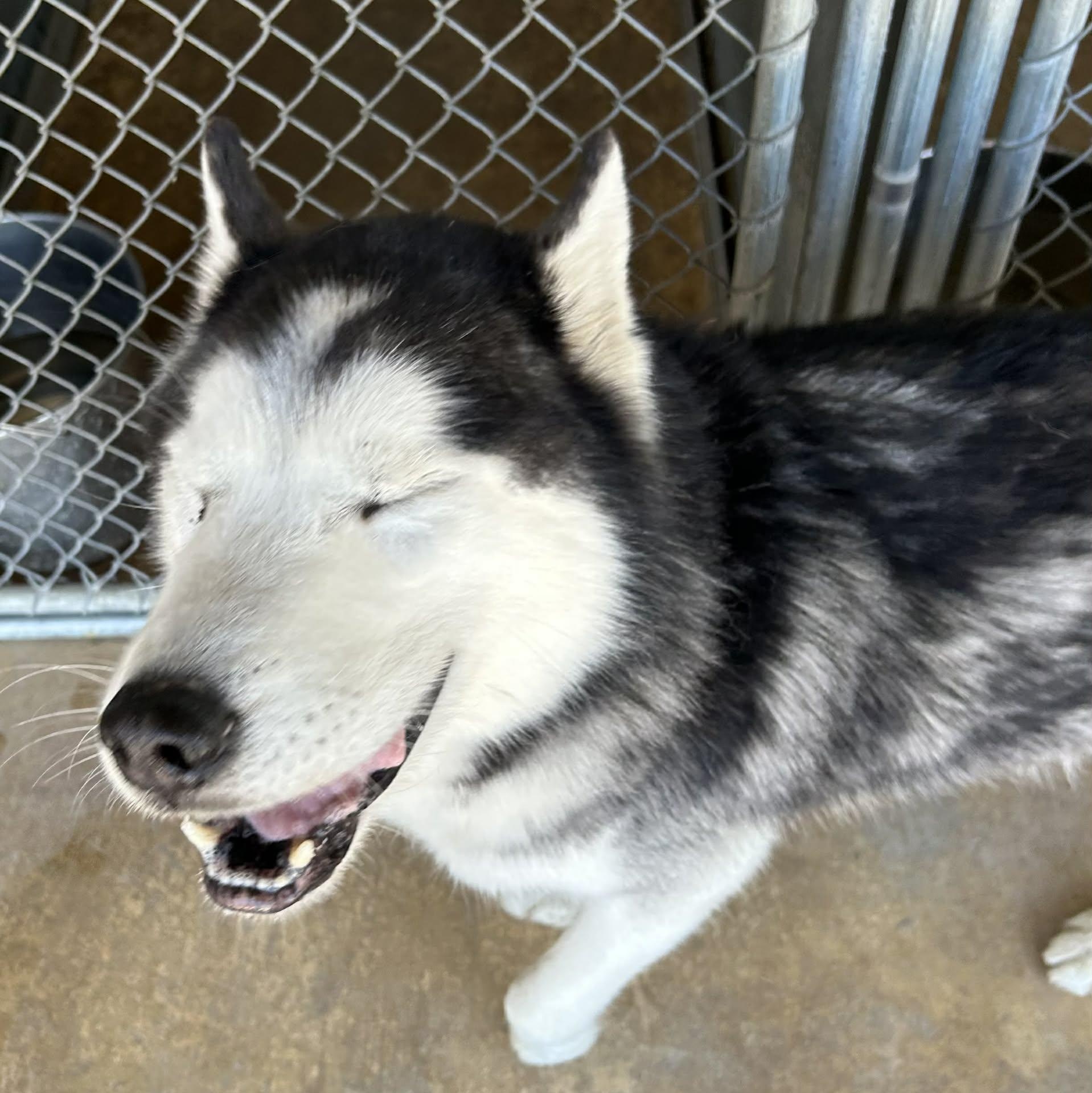 Enlarge Togo, an adoptable mixed breed in The Colony, TX image 2/6