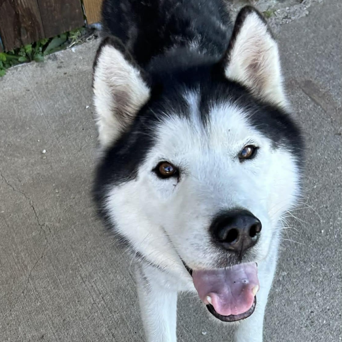 Enlarge Togo, an adoptable mixed breed in The Colony, TX image 3/6