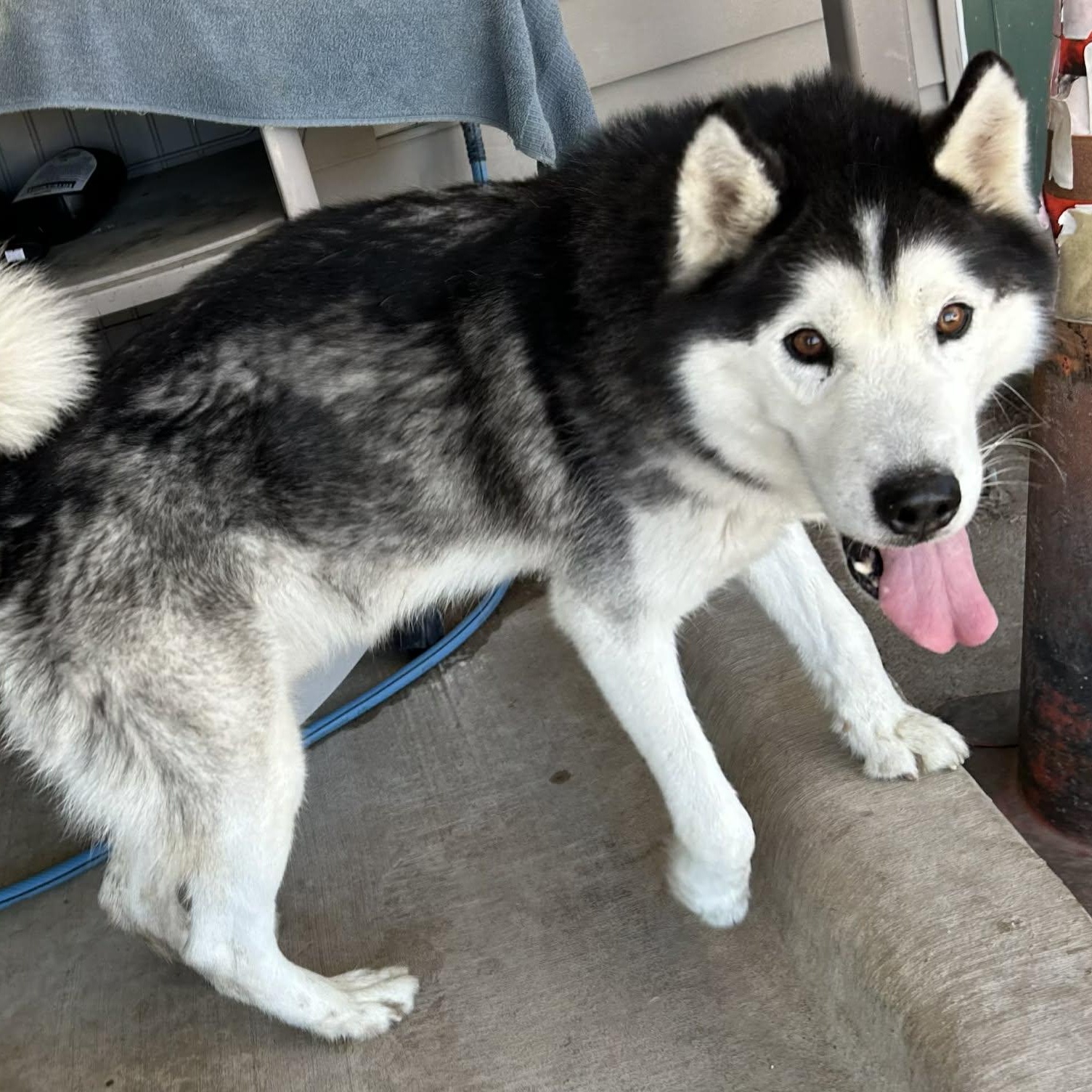 Enlarge Togo, an adoptable mixed breed in The Colony, TX image 4/6
