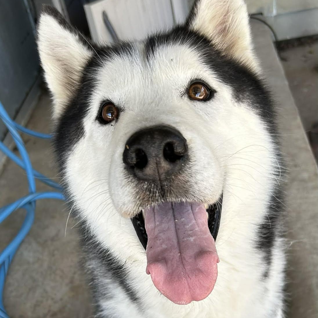 Enlarge Togo, an adoptable mixed breed in The Colony, TX image 6/6