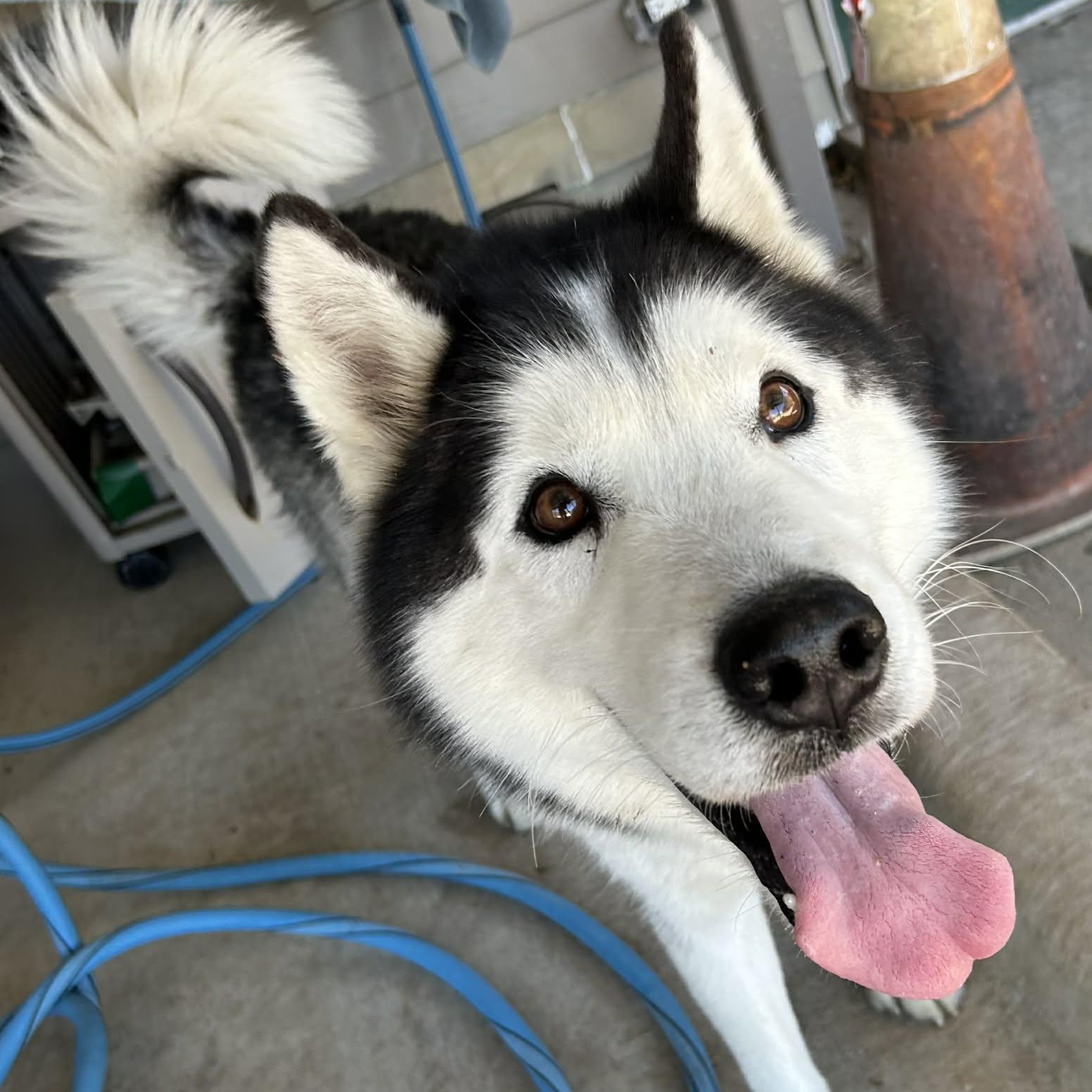 Enlarge Togo, an adoptable mixed breed in The Colony, TX image 5/6