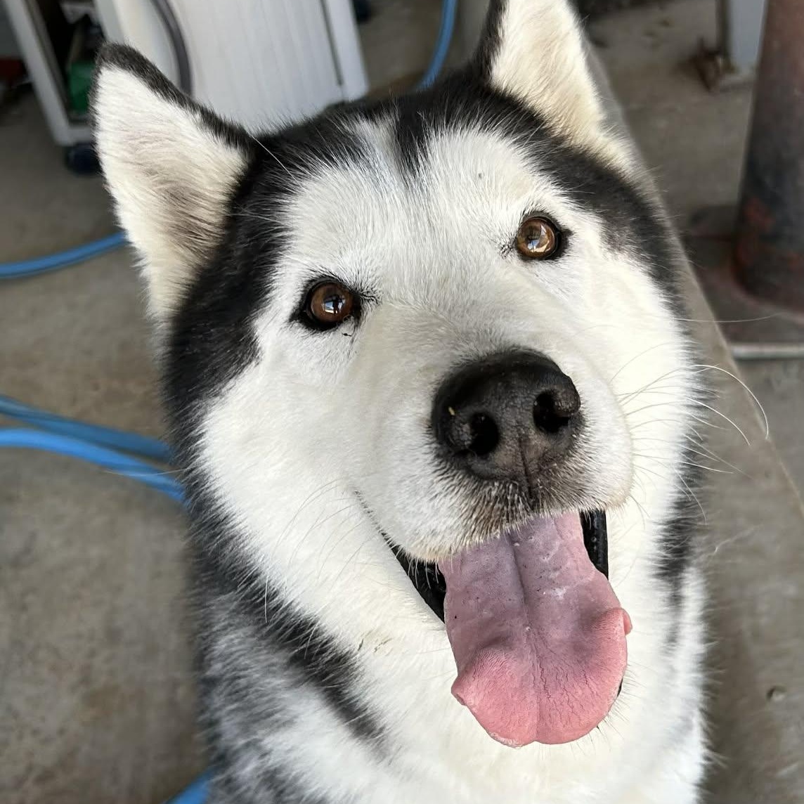 Togo, adoptable, Adult Male Husky.