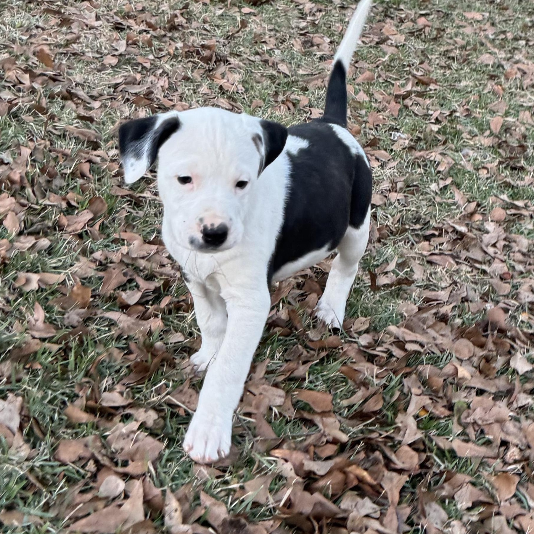 Enlarge Lacy, a ADOPTABLE Terrier in Boston, MA image 3/6