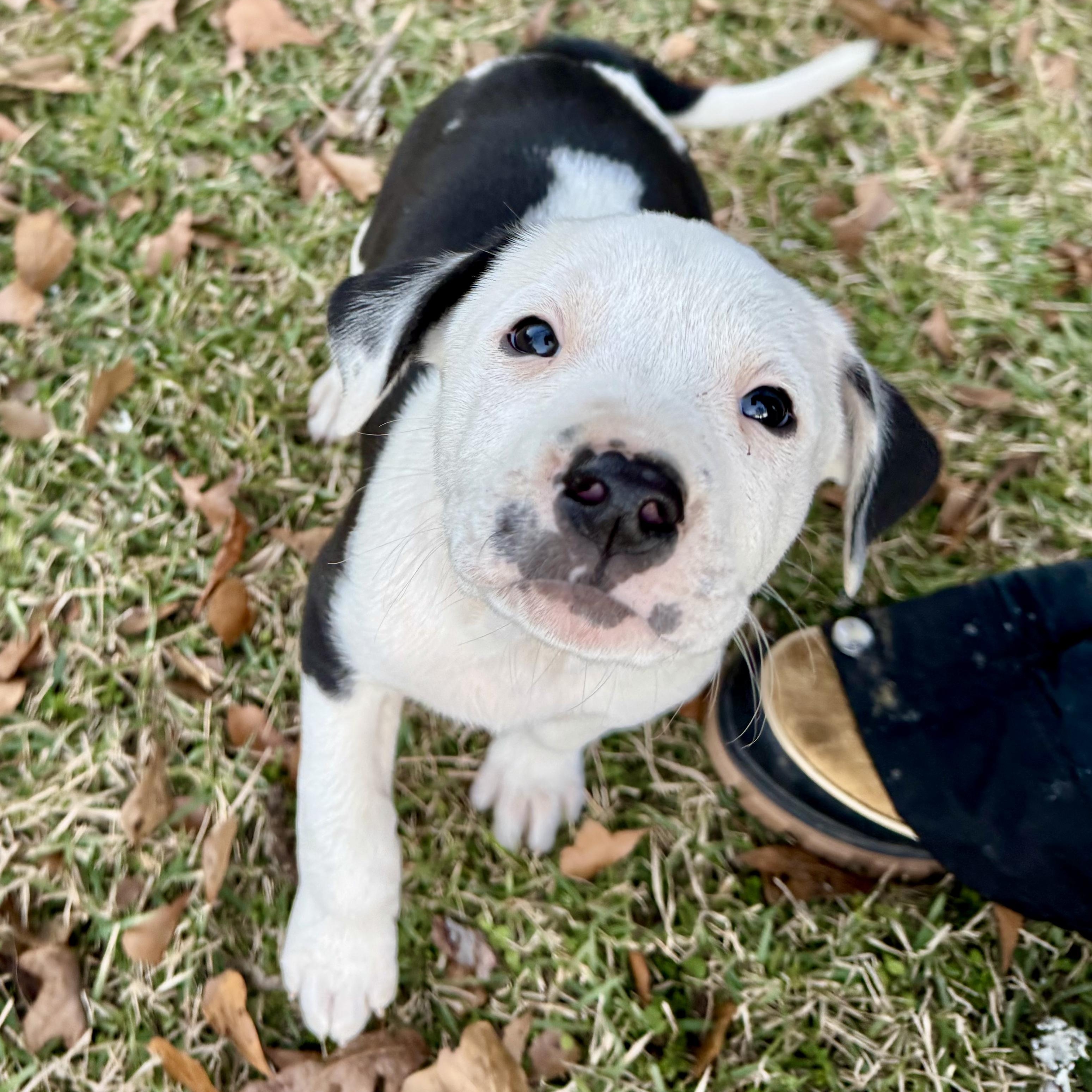 Enlarge Lacy, a ADOPTABLE Terrier in Boston, MA image 4/6