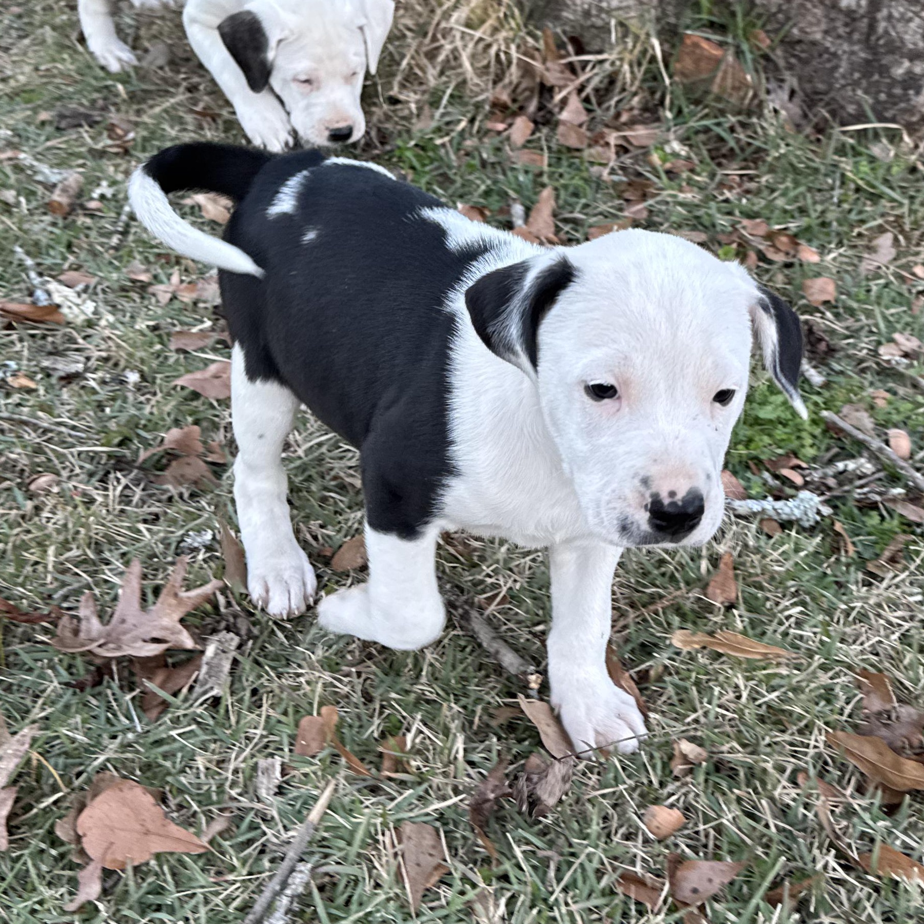 Enlarge Lacy, a ADOPTABLE Terrier in Boston, MA image 6/6