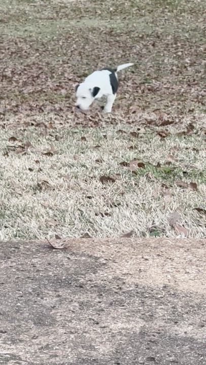 Enlarge Lacy, a ADOPTABLE Terrier in Boston, MA video 2/6