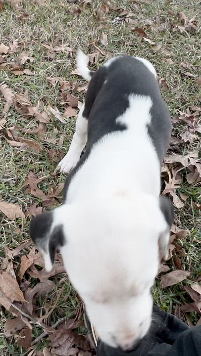 Enlarge Lacy, a ADOPTABLE Terrier in Boston, MA video 5/6