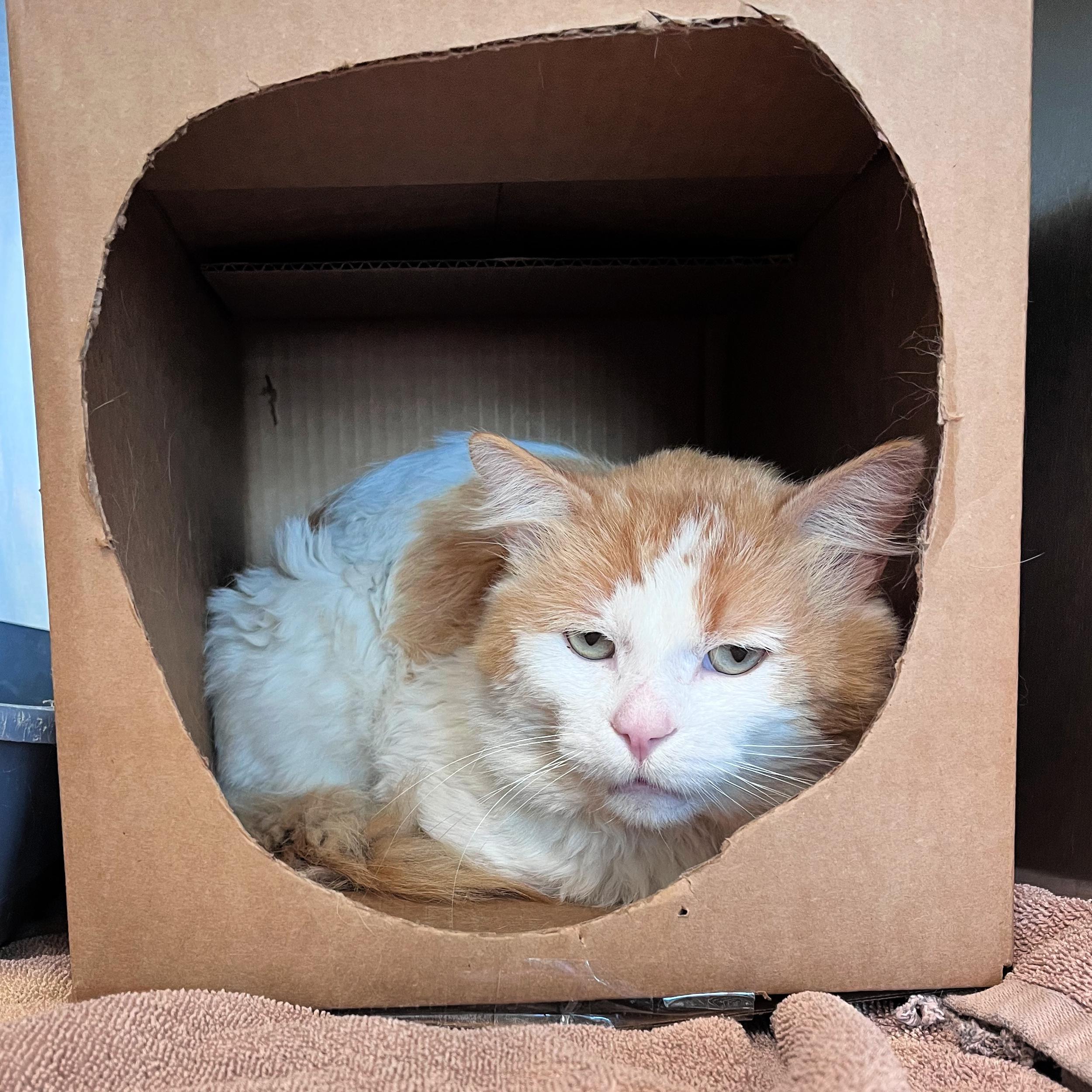 Ragnar, adopted, Adult Male Domestic Medium Hair.