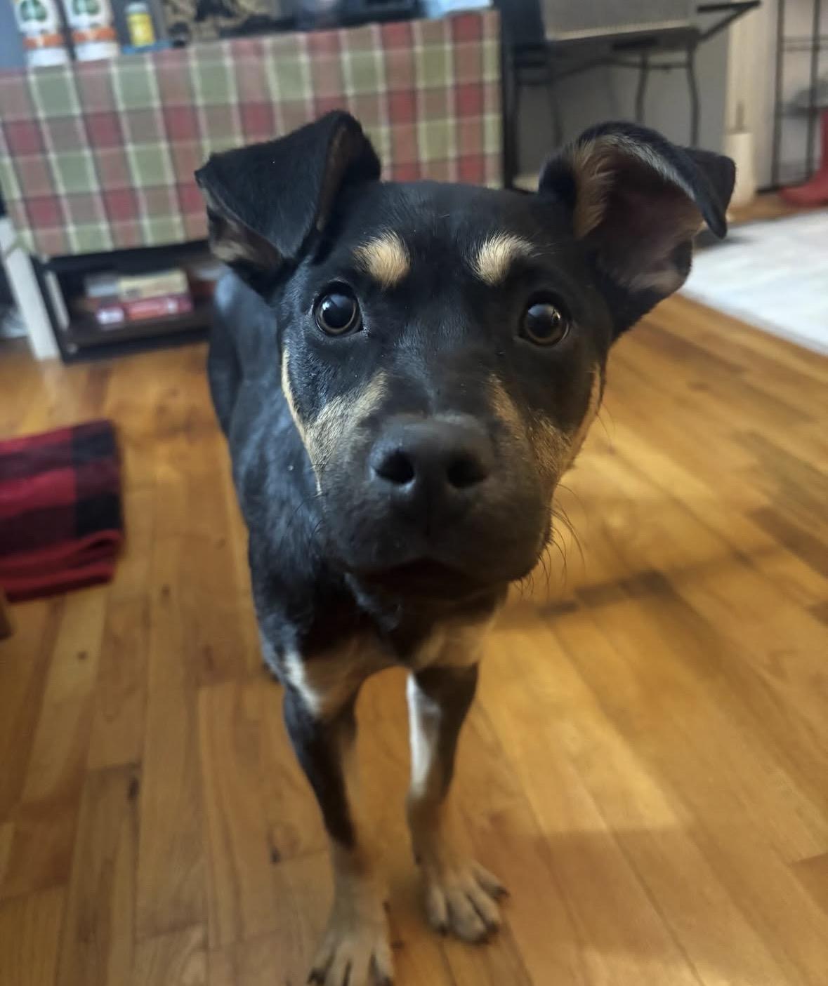 Bruce, adopted, Puppy Male Mixed Breed & German Shepherd Dog.
