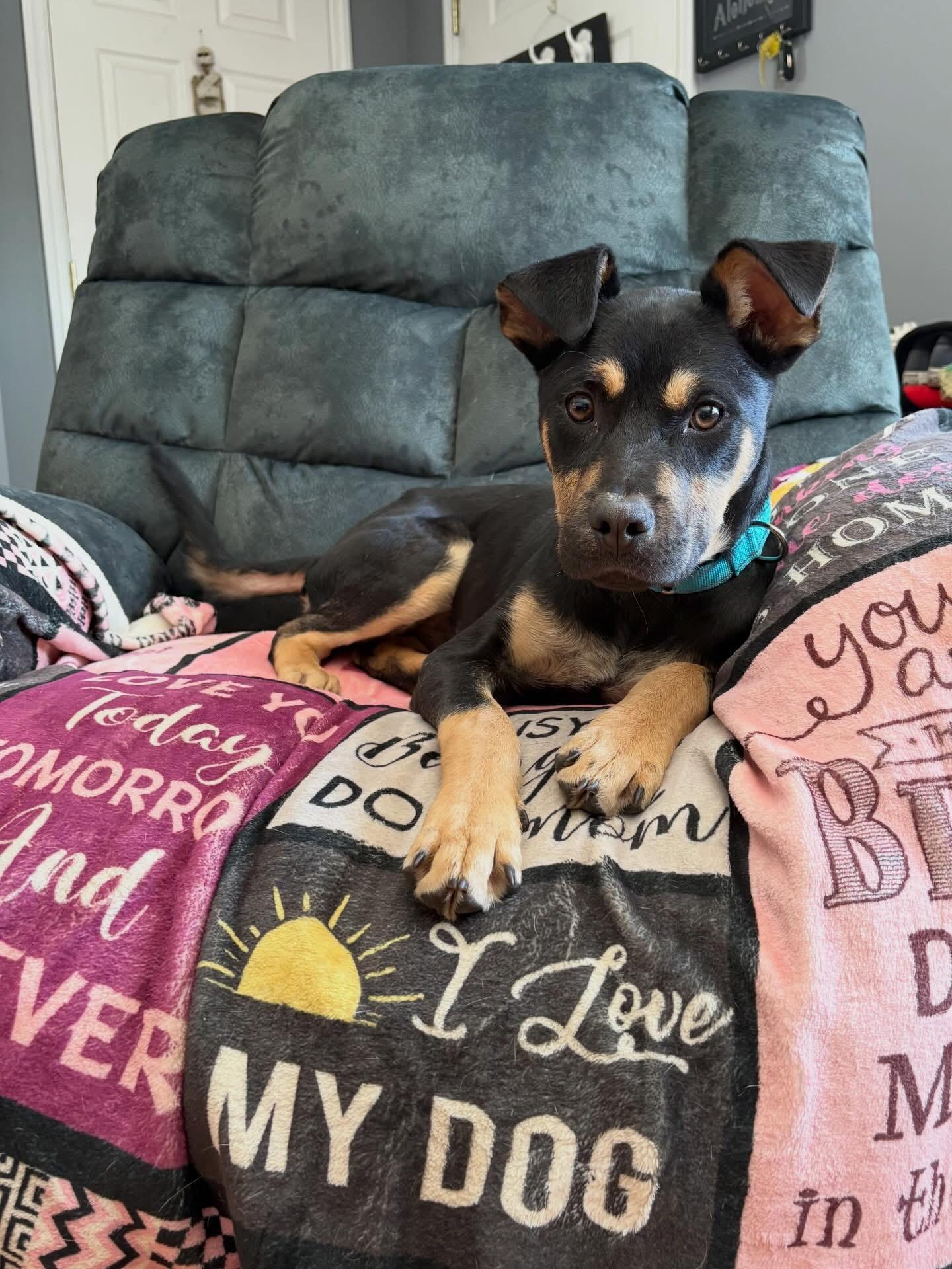 Bruce, an adopted mixed breed in Highland, NY image 2/3