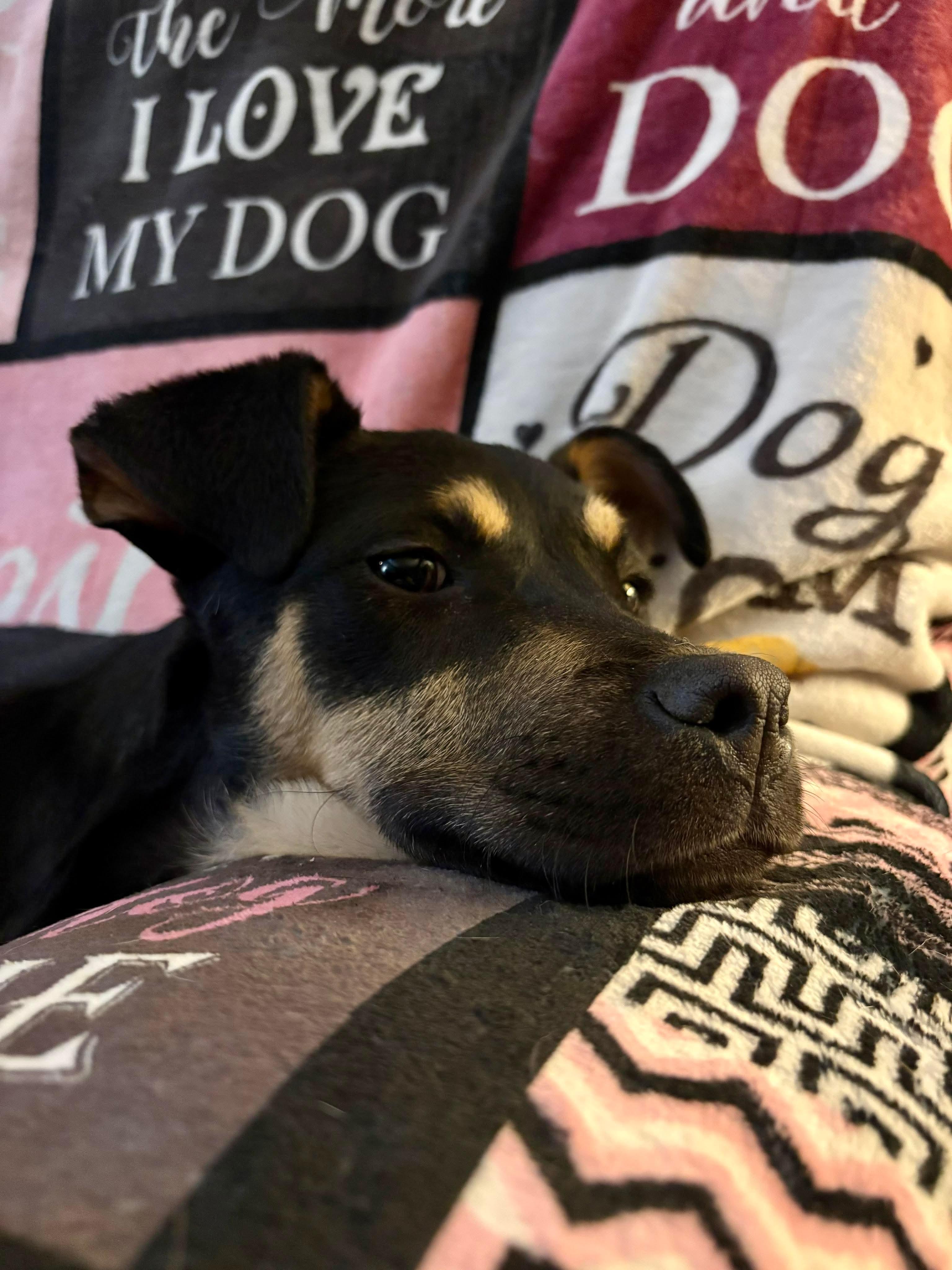 Bruce, an adopted mixed breed in Highland, NY image 3/3