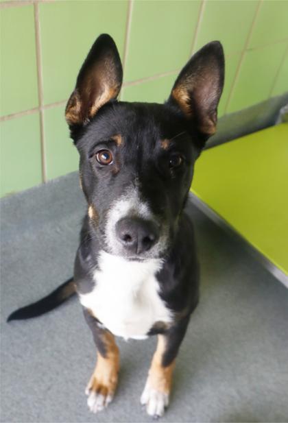 Enlarge Yodeler, a Adoptable mixed breed in Longview, TX image 1/2