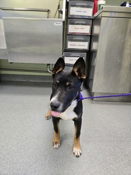 Enlarge Yodeler, a Adoptable mixed breed in Longview, TX image 2/2