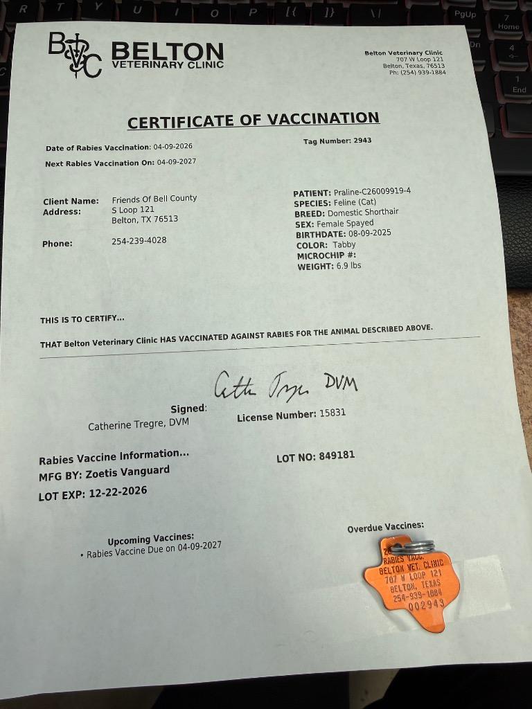 Enlarge Praline, a Adoptable mixed breed in Belton, TX image 2/2