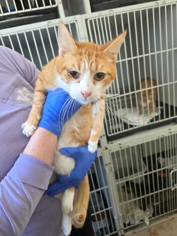 Enlarge Oliver, a Adoptable Domestic Short Hair in Zimmerman, MN image 1/1