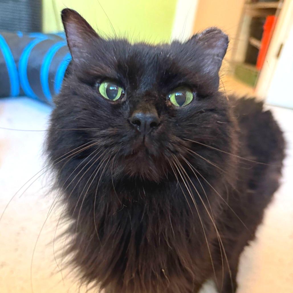 Motsu, Adoptable, Senior Male Domestic Long Hair.