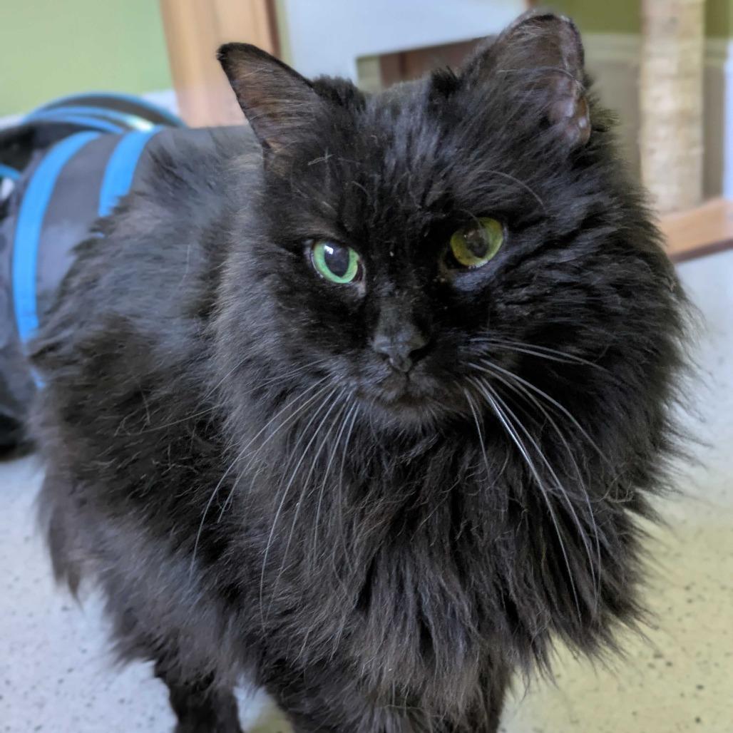 Enlarge Motsu, a Adoptable Domestic Long Hair in Portland, OR image 2/6