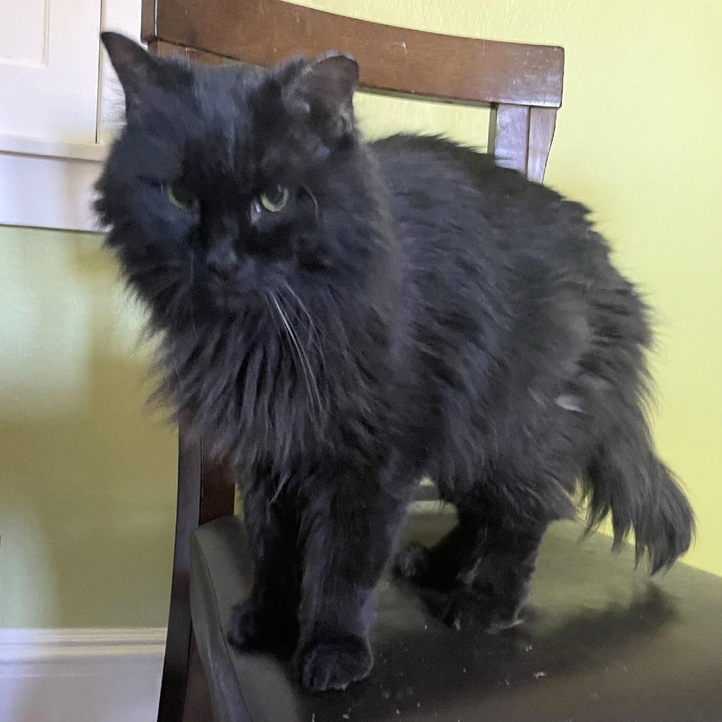 Enlarge Motsu, a Adoptable Domestic Long Hair in Portland, OR image 3/6