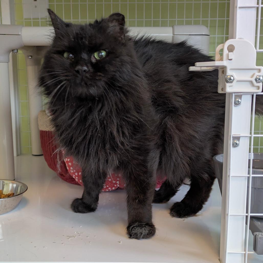 Enlarge Motsu, a Adoptable Domestic Long Hair in Portland, OR image 1/1