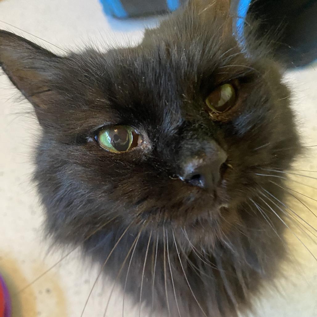 Enlarge Motsu, a Adoptable Domestic Long Hair in Portland, OR image 5/6