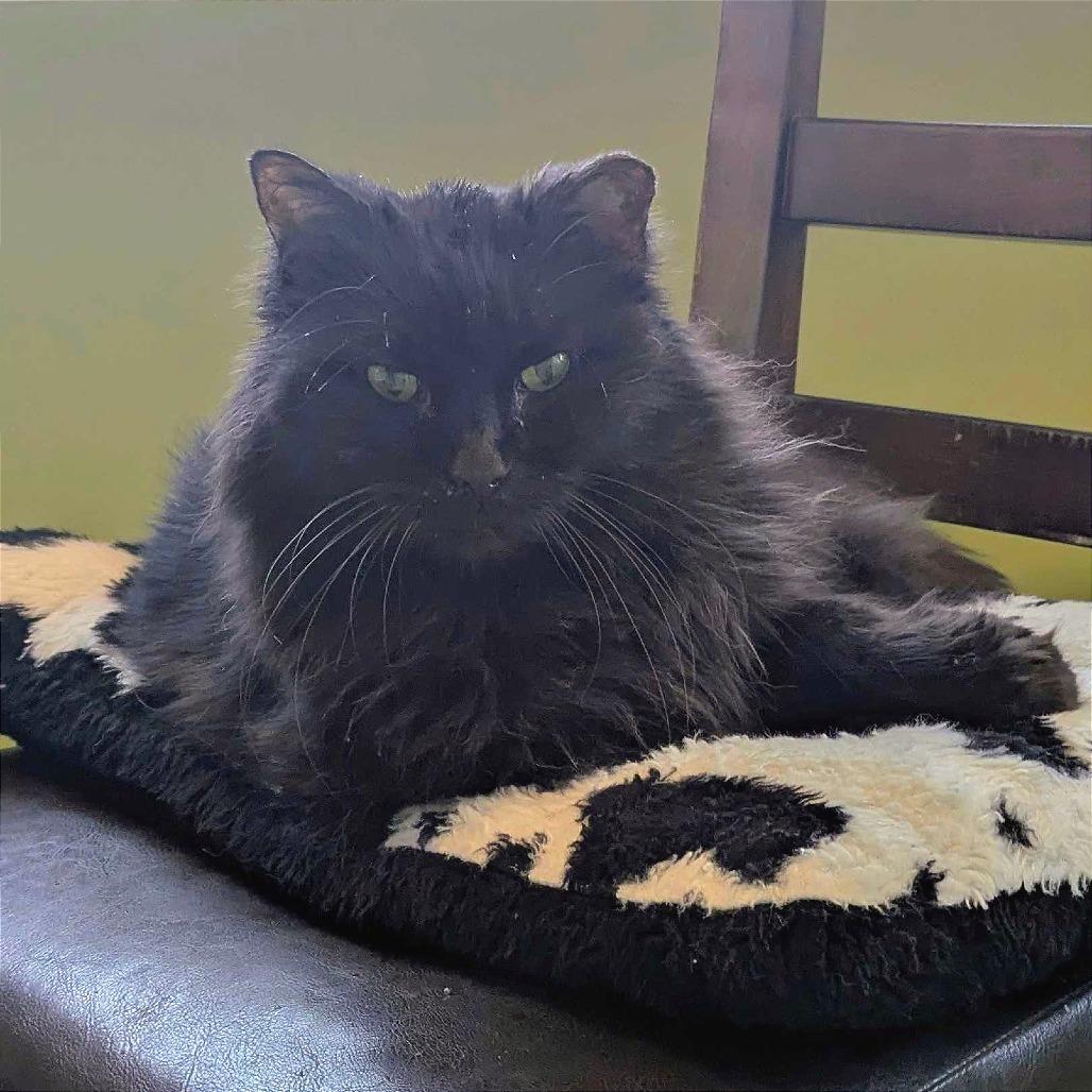 Enlarge Motsu, a Adoptable Domestic Long Hair in Portland, OR image 6/6