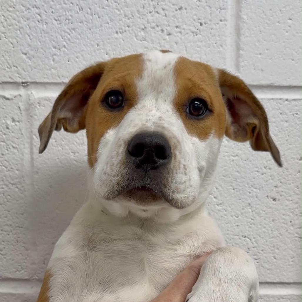 Danny, Adoptable, Puppy Male Mixed Breed.