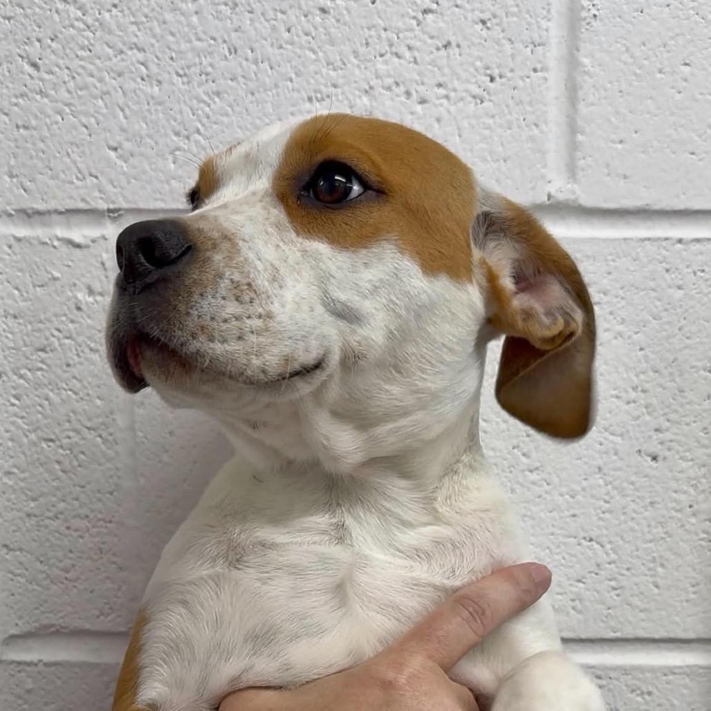 Danny, a Adoptable Mixed Breed in Walnut Cove, NC image 3/3