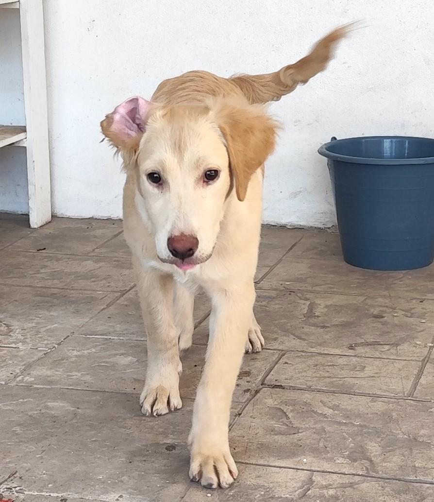 Tommy(3) — thumbnail 4