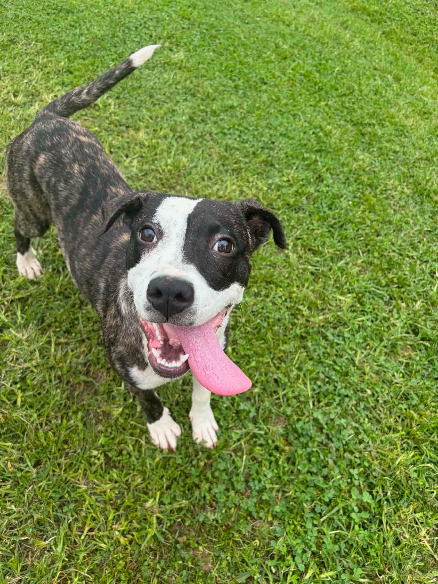 Enlarge Hallie, a ADOPTABLE mixed breed in Medfield, MA image 3/4