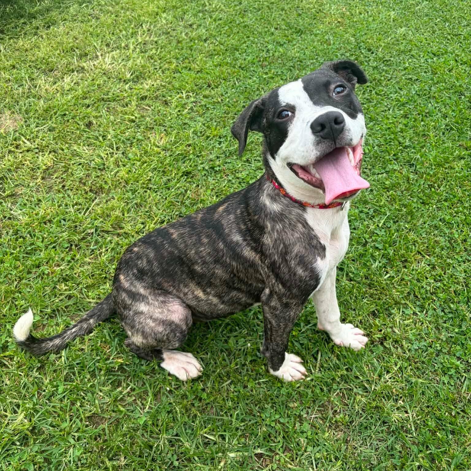 Hallie, ADOPTABLE, Young Female Boxer & Labrador Retriever.