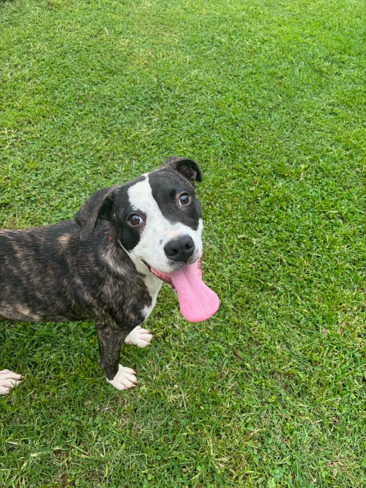 Enlarge Hallie, a ADOPTABLE mixed breed in Medfield, MA image 4/4