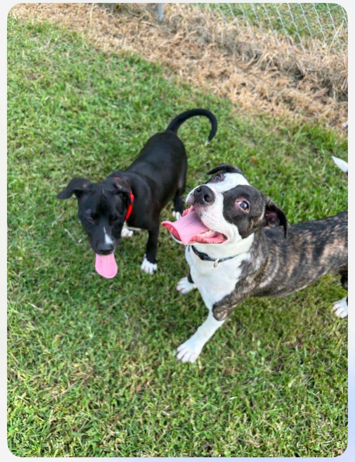 Enlarge Hallie, a ADOPTABLE mixed breed in Medfield, MA image 2/4