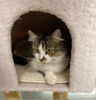 Linette (SO sweet, she loves to weave in and out of your legs) 2