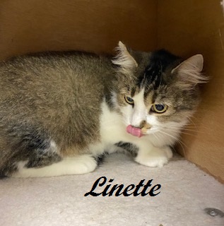 Linette (SO sweet, she loves to weave in and out of your legs) 4