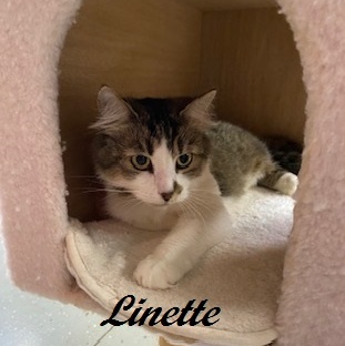 Linette (SO sweet, she loves to weave in and out of your legs) 3