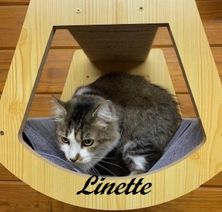 Linette (SO sweet, she loves to weave in and out of your legs) 5