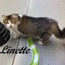 Linette (SO sweet, she loves to weave in and out of your legs) 1