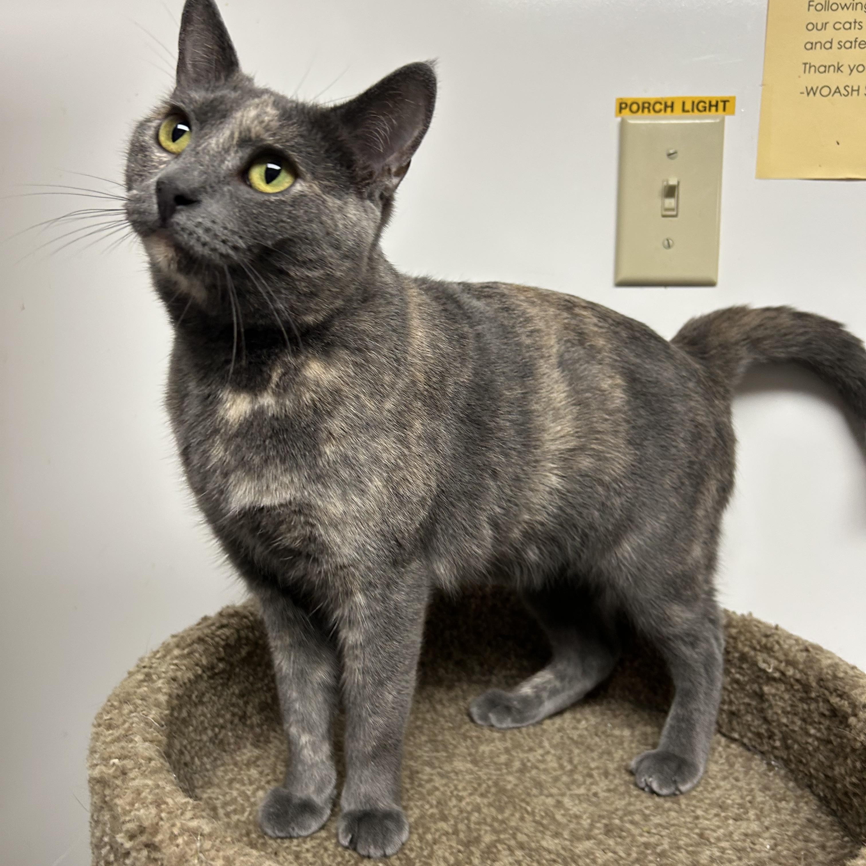 Kiwi, a Adoptable Domestic Short Hair in White Oak, PA image 1/5
