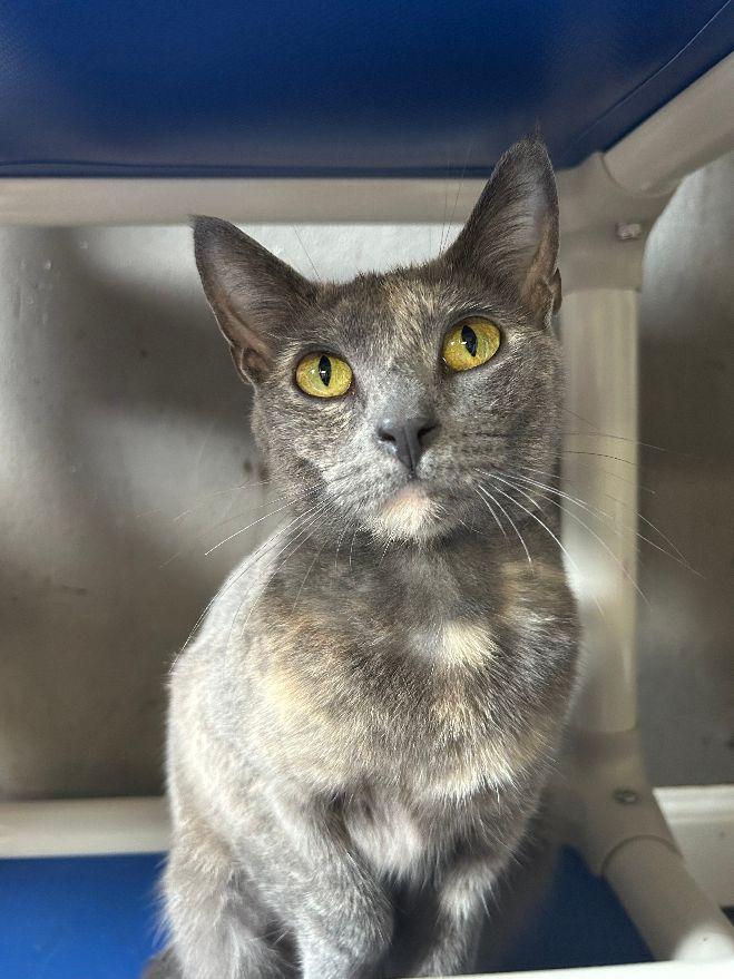 Kiwi, a Adoptable Domestic Short Hair in White Oak, PA image 2/5