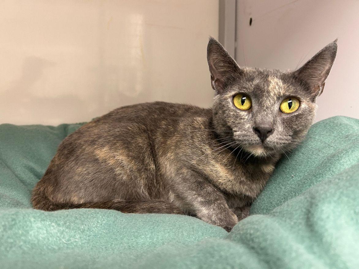 Kiwi, a Adoptable Domestic Short Hair in White Oak, PA image 3/5