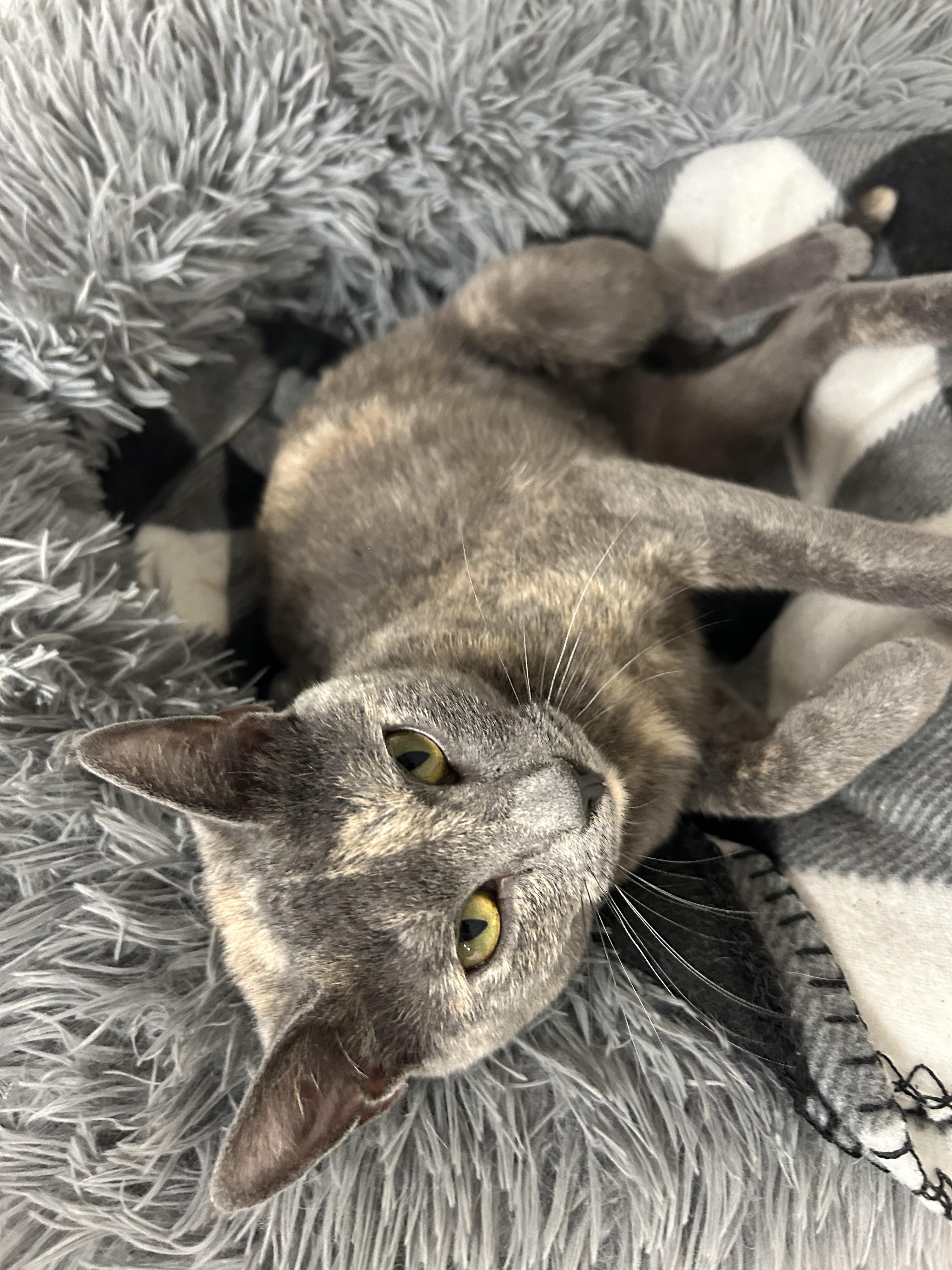 Kiwi, a Adoptable Domestic Short Hair in White Oak, PA image 4/5