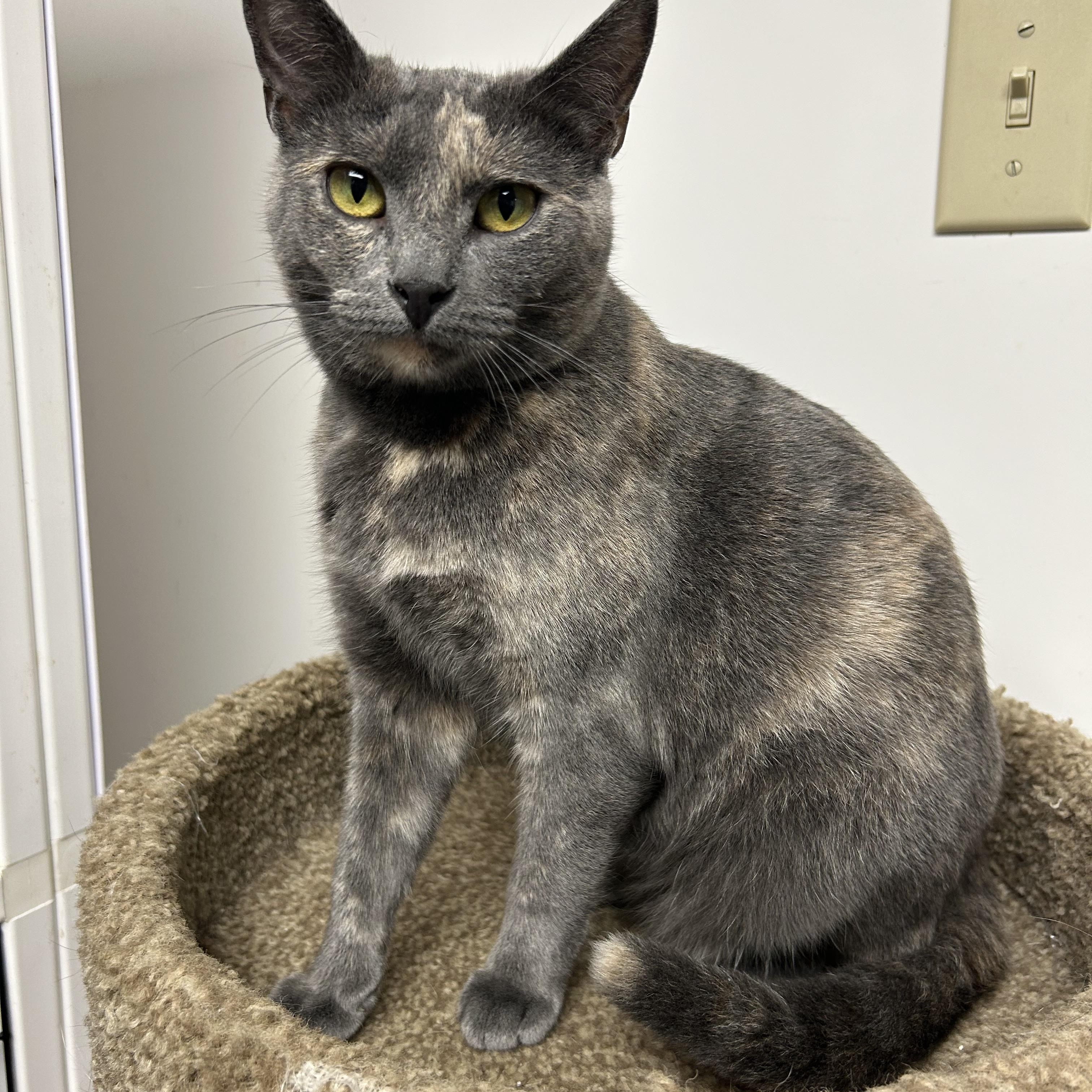 Kiwi, a Adoptable Domestic Short Hair in White Oak, PA image 5/5