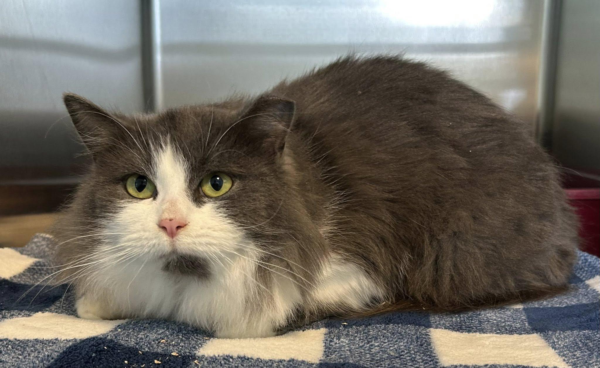Enlarge Fendi, a ADOPTABLE Domestic Long Hair in Lincoln, MI image 1/1
